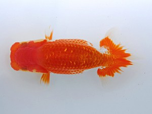 観栄らんちう会 第11位　五味　巧