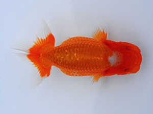 観栄らんちう会 第12位　芦川博康