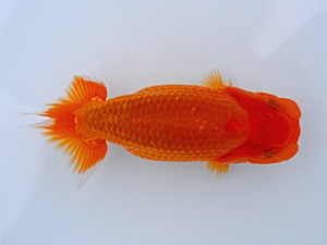 観栄らんちう会 第13位　加藤浩一郎