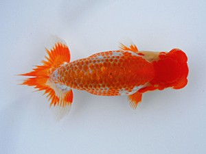 観栄らんちう会 第15位　小山徹志