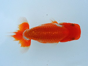 観栄らんちう会 第16位　茂木　彰