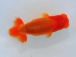 観栄らんちう会 第2位　鈴木和男