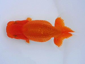 観栄らんちう会 第3位　飯島紳一