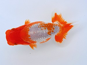 観栄らんちう会 第4位　小山徹志