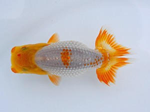 観栄らんちう会 第6位　松田力三