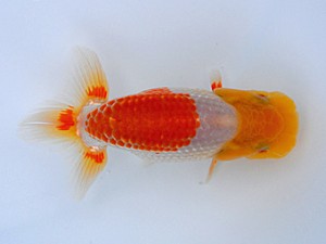 観栄らんちう会 第7位　鈴木和男