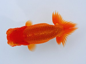 観栄らんちう会 第8位　鈴木和男