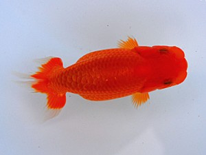 観栄らんちう会 第9位　渡邊祟光