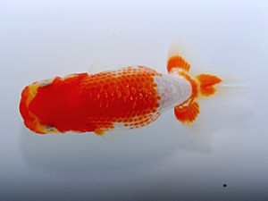 観栄らんちう会　第2位　鈴木和也