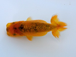 観栄らんちう会　第3位　白鳥吉紀