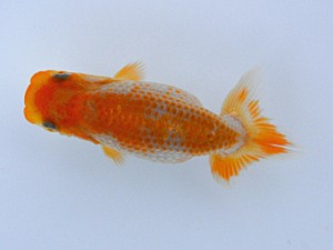 観栄らんちう会　第5位　橋本大輔