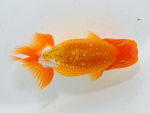 観魚会 東大関　齋藤一成