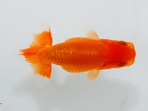 観魚会 勧進元一　佐藤良純