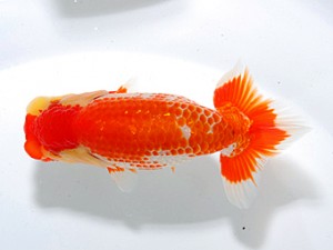 観魚会 勧進元二　荻谷冨士夫