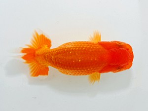 観魚会 行司一　芳賀孝泰