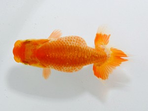 観魚会 行司二　佐藤良純