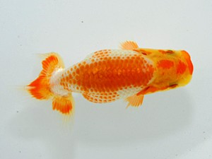 観魚会 行司三　佐藤良純