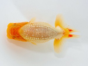 観魚会 脇行司一　黒沢義男