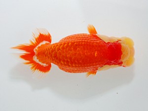 観魚会 脇行司二　荻谷冨士夫