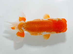 観魚会 取締一　太田和良幸