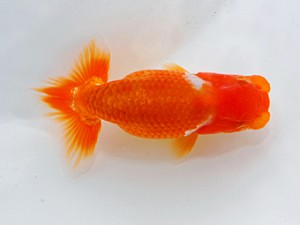 観魚会 取締二　酒井　昇