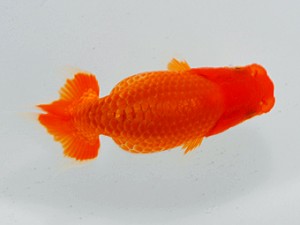 観魚会 東関脇　佐藤良純