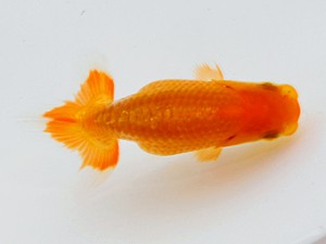 観魚会 西関脇　佐藤良純