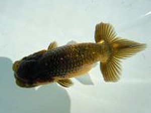 観友らんちう会　一位　櫛引　力