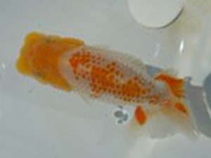 観友らんちう会　三位　福沢　誠