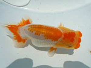 観友らんちう会　四位　福沢　誠