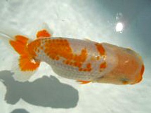 観友らんちう会　五位　櫛引　力