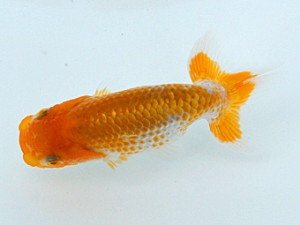 錦蘭会 東大関 東野真和 錦蘭会 東大関 東野真和