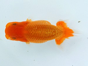 錦蘭会 立行司 大本 勝 錦蘭会 立行司 大本 勝