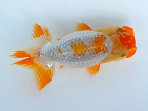 錦蘭会 東大関 内田 扶 錦蘭会 東大関 内田 扶