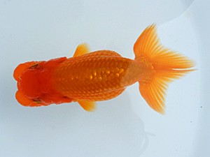 錦蘭会 西大関 伊東敬光 錦蘭会 西大関 伊東敬光