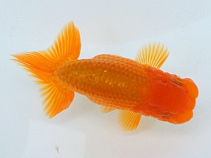 錦蘭会 西取締 伊東敬光 錦蘭会 西取締 伊東敬光