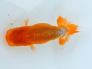 錦蘭会 東大関 西口武志 錦蘭会 東大関 西口武志