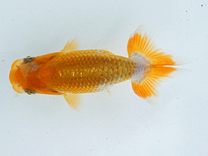 錦蘭会 西大関 平田博志 錦蘭会 西大関 平田博志