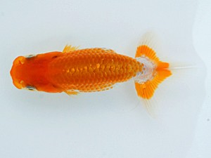 錦蘭会 立行司 谷口仁志 錦蘭会 立行司 谷口仁志