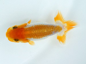 錦蘭会 西取締 川田哲生 錦蘭会 西取締 川田哲生