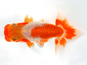 浜松愛魚会 東大関　伊藤三郎