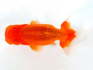 浜松愛魚会 西大関　鈴木和男