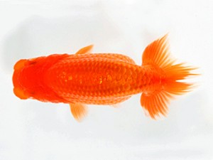 浜松愛魚会 立行司　小野　五