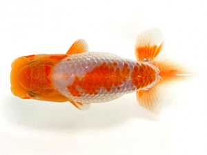 浜松愛魚会 取締一　中川元吉