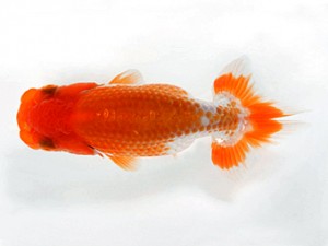 浜松愛魚会 取締二　松下哲也