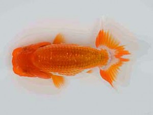 横浜観魚会　第一回研究会　第1位　佐藤徳正