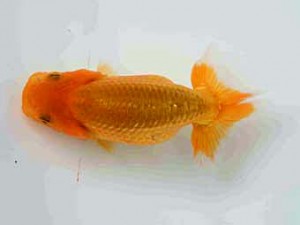 横浜観魚会　第一回研究会　第2位　田中誠慈