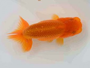 横浜観魚会　第一回研究会　第3位　佐藤徳正