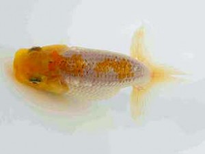 横浜観魚会　第一回研究会　第4位　佐野 勝