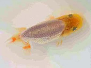 横浜観魚会　第一回研究会　第5位　丸山克昌